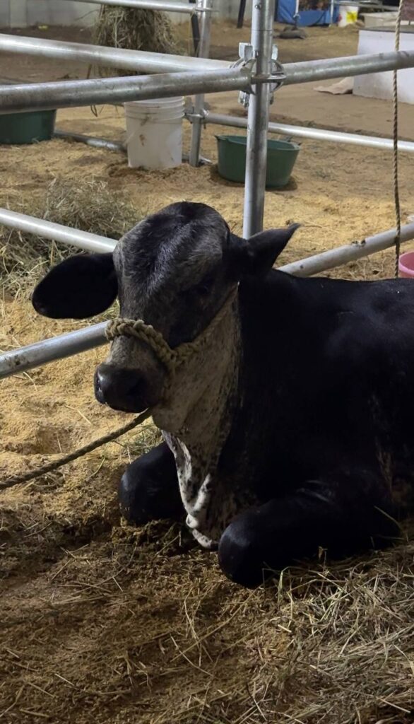 Vive la Feria de San Celestino en Barcelona, Anzoátegui 6 feria sancelestino 6